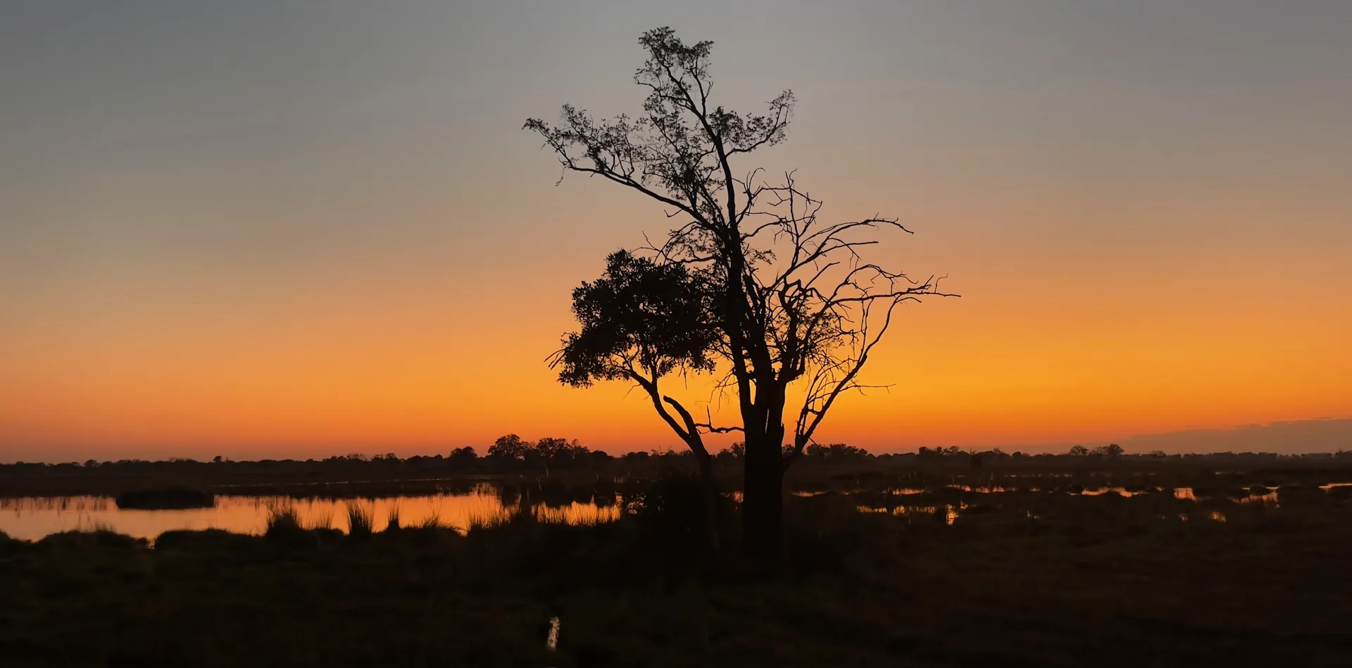 Un acacia solitaire se découpe au crépuscule sur une eau calme, au Botswana